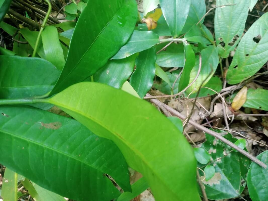 Garcinia kola — houseplant care guide