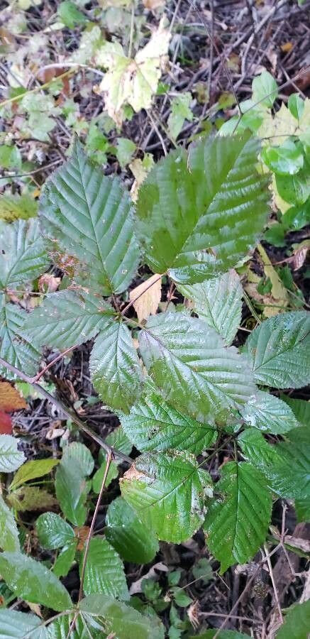 Rubus bifrons bark