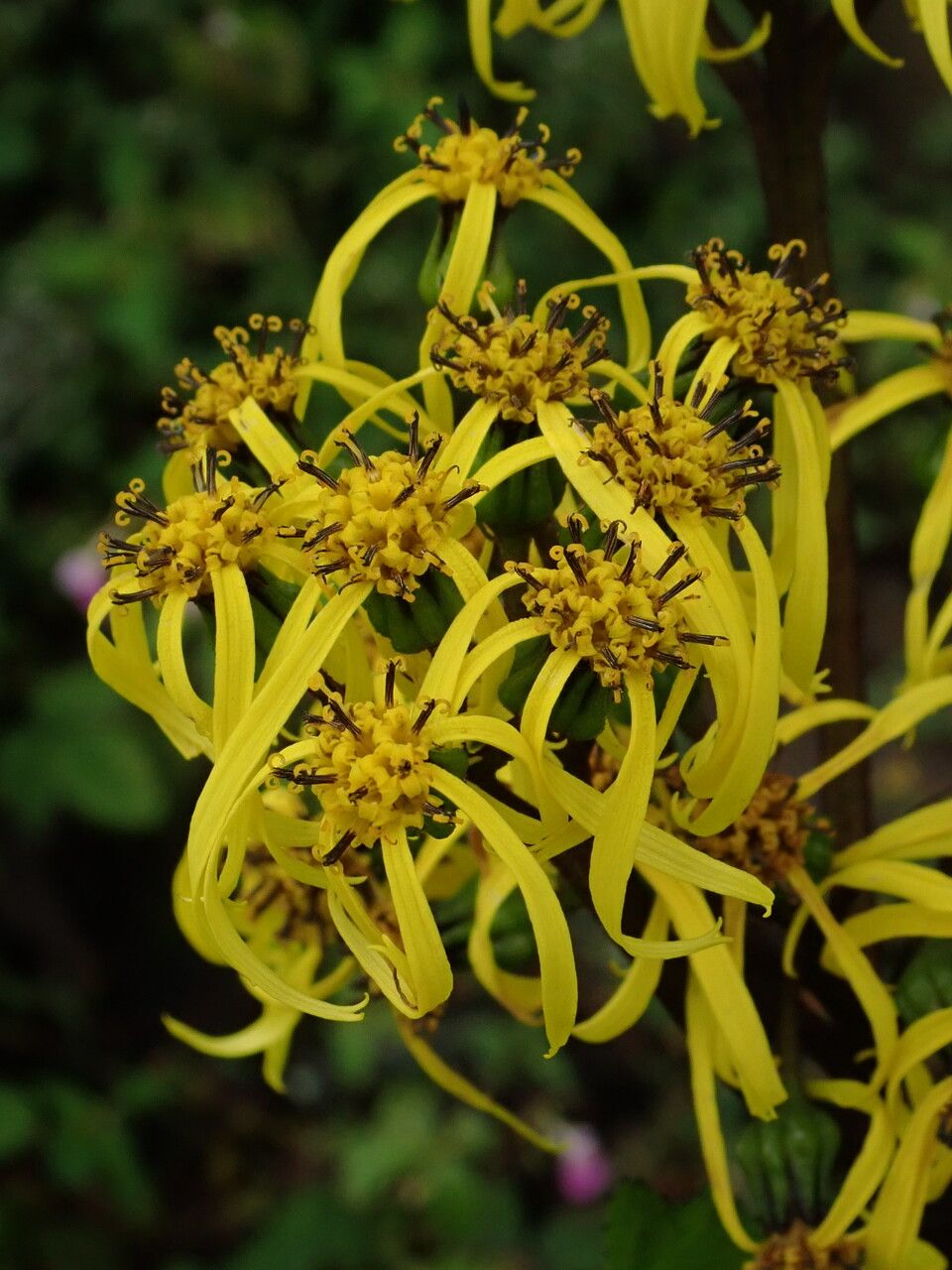 Ligularia amplexicaulis