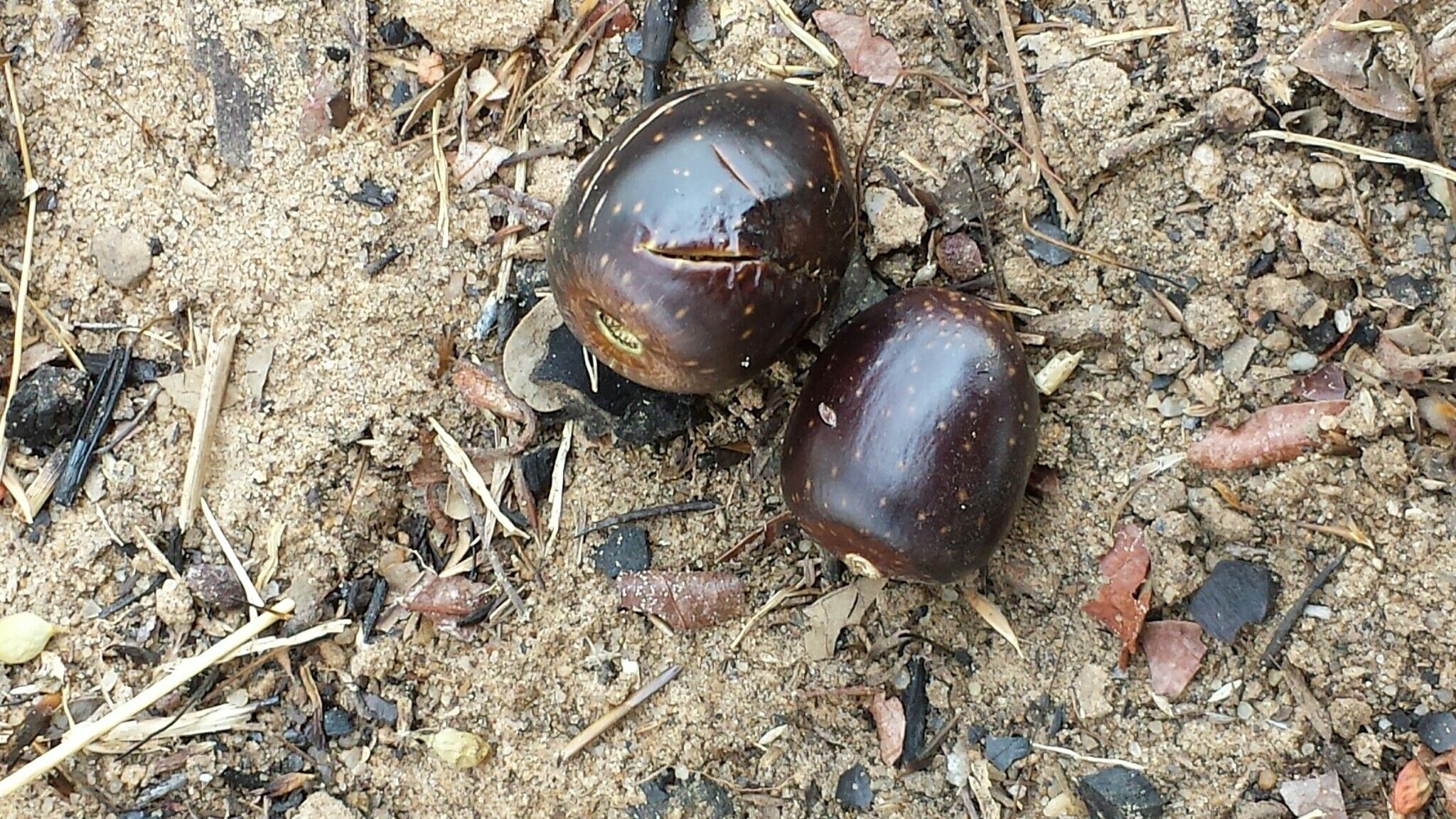 Vitex beraviensis fruit