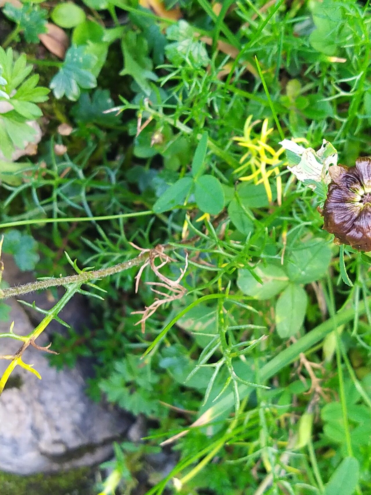 Achillea oxyloba — search result for 'Achillea'