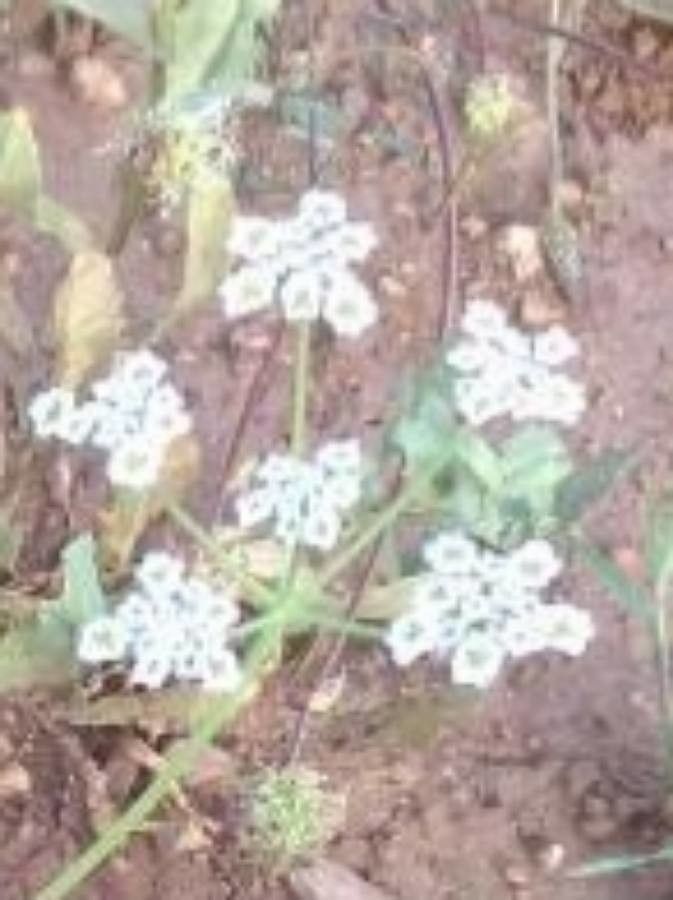 Bunium ferulaceum flower