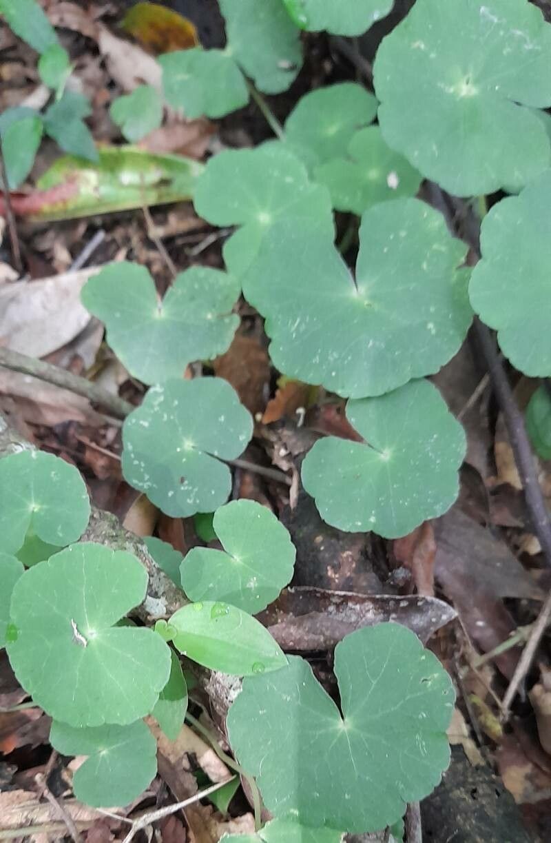 Hydrocotyle callicephala habit