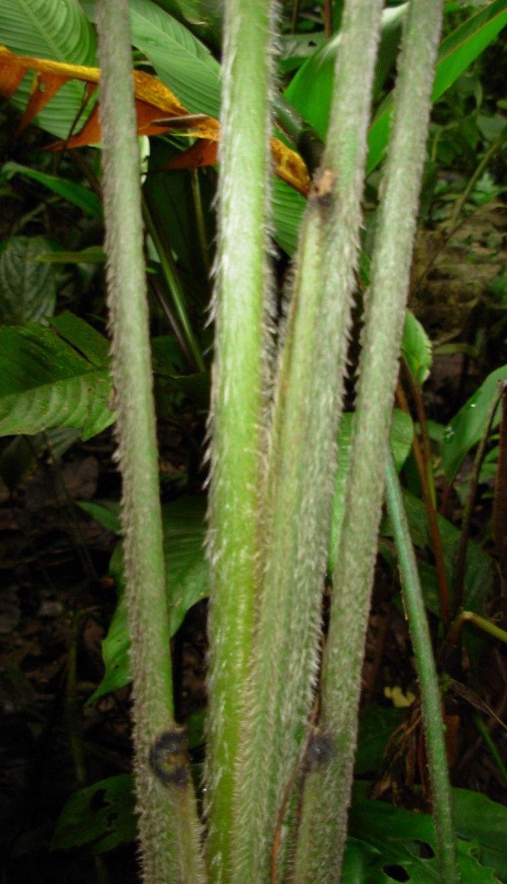 Stromanthe palustris bark