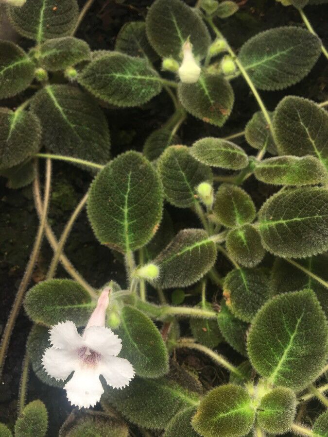 Episcia fimbriata flower