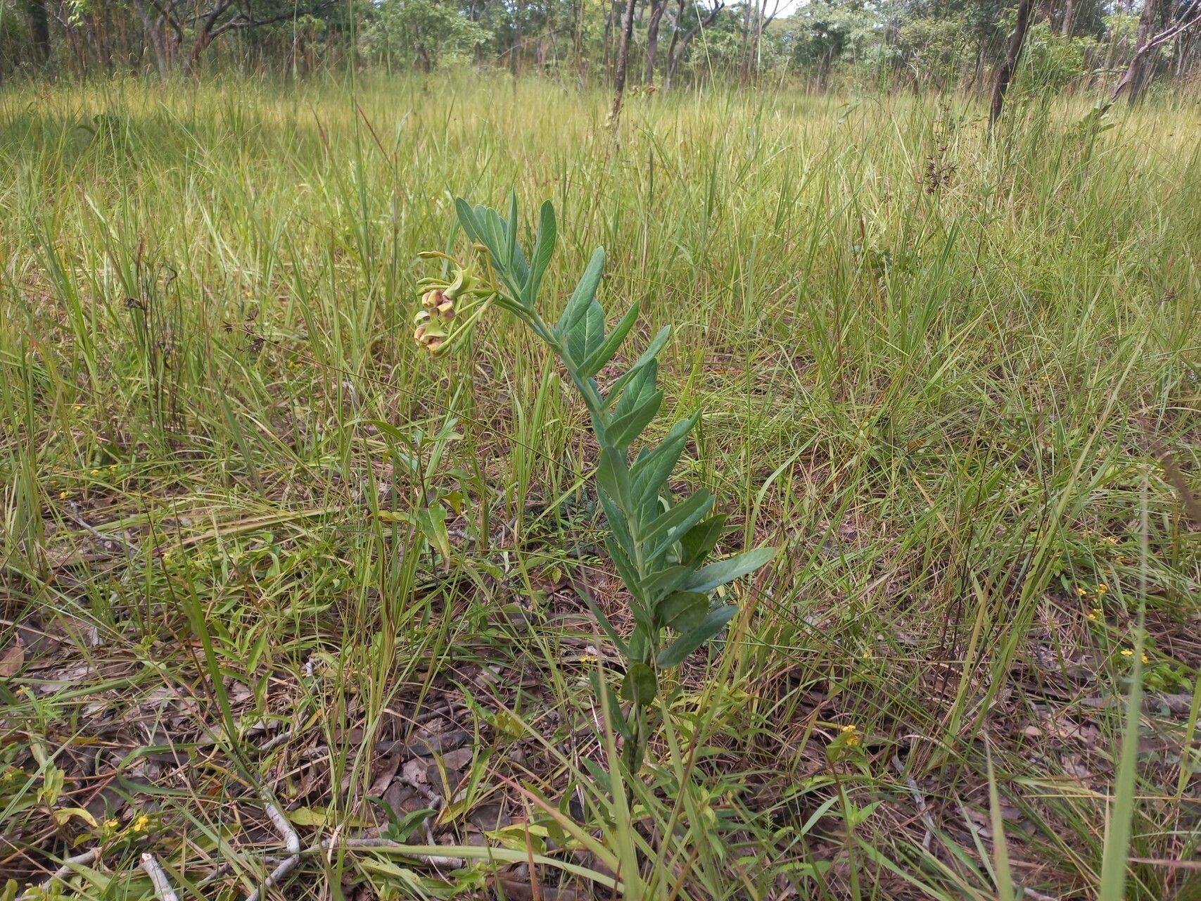 Gomphocarpus praticola habit