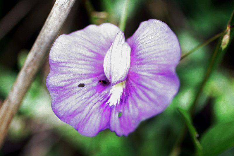 Centrosema brasilianum flower