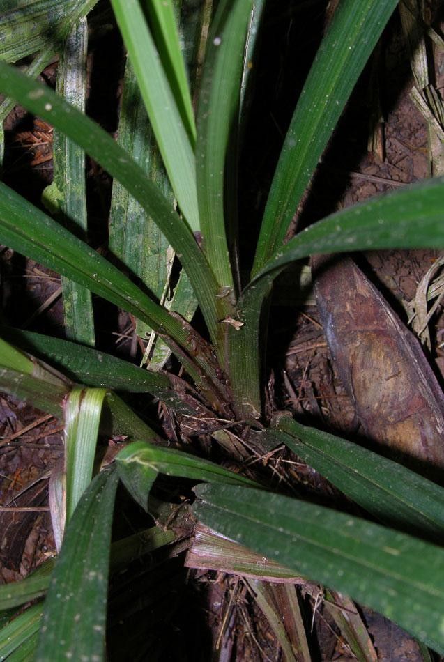 Cyperus miliifolius bark