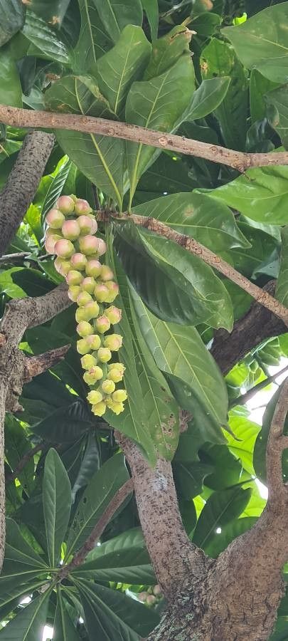 Barringtonia neocaledonica flower