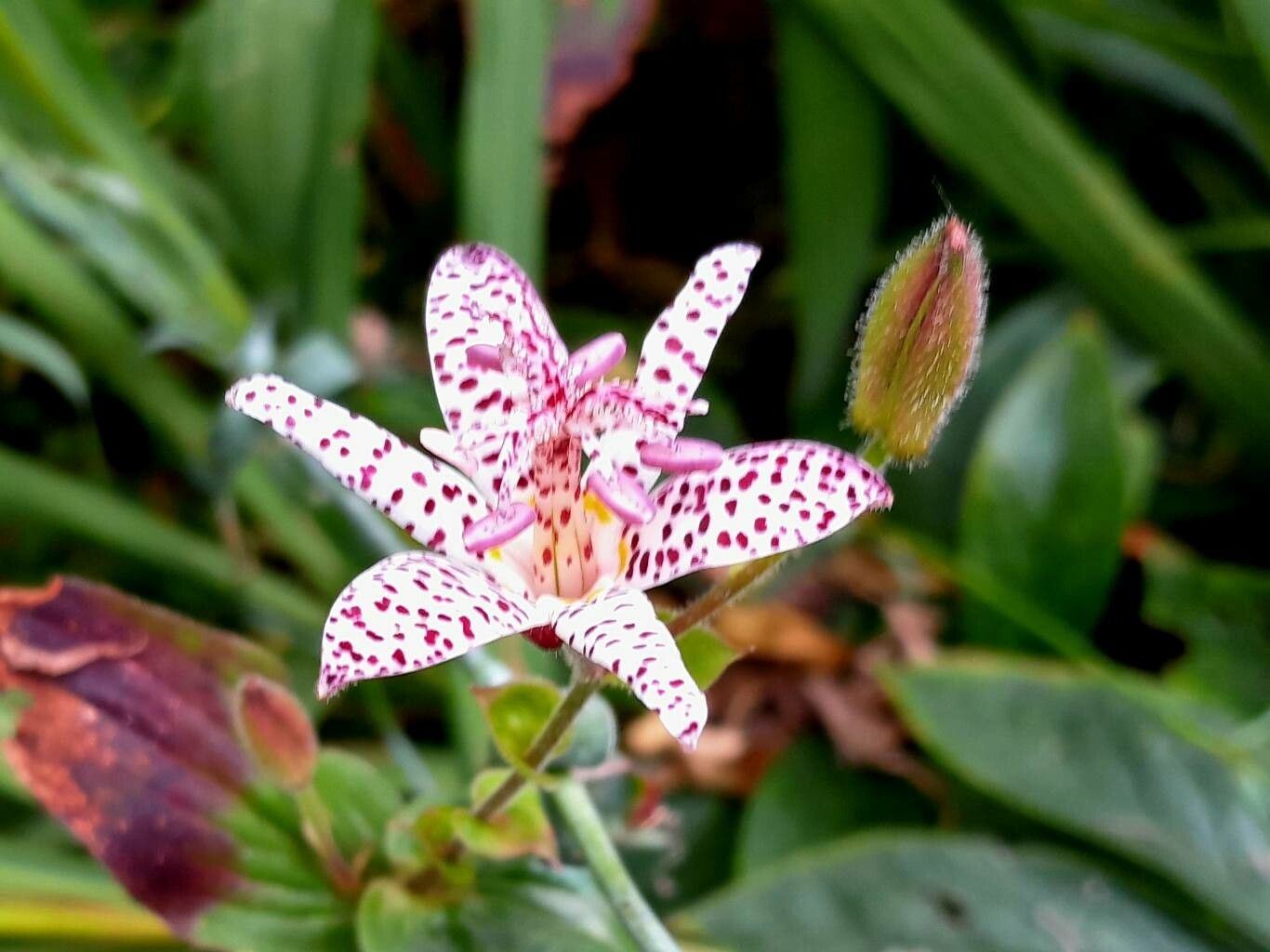 Tricyrtis hirta flower