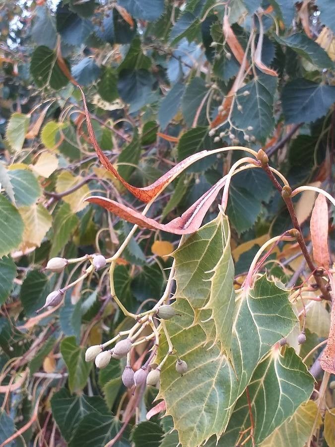 Tilia henryana fruit