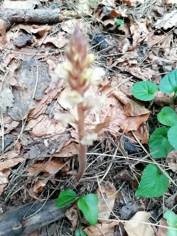 Orobanche hederae leaf