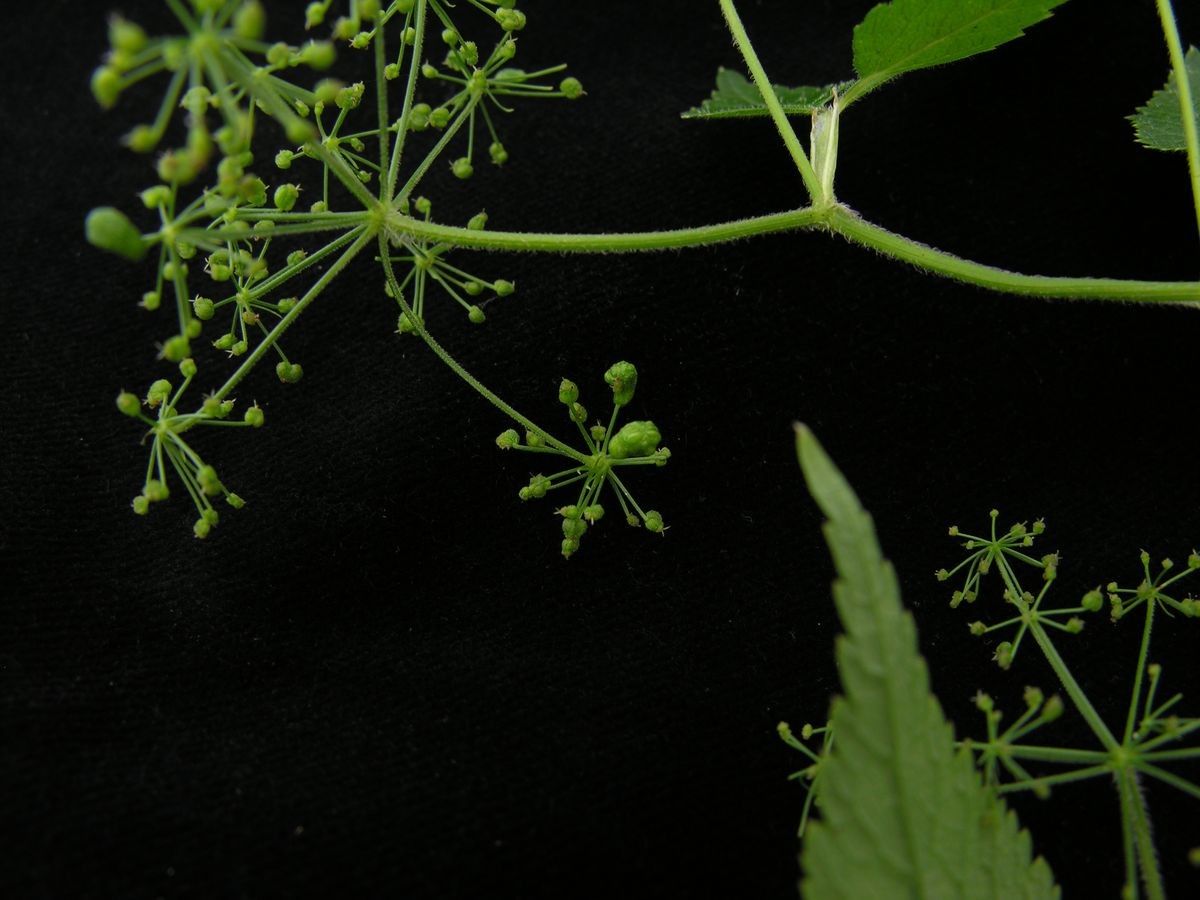 Pimpinella urceolata leaf