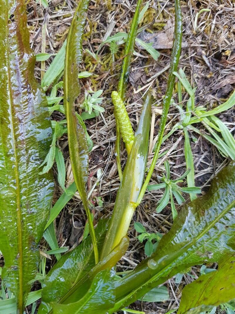 Potamogeton lucens flower