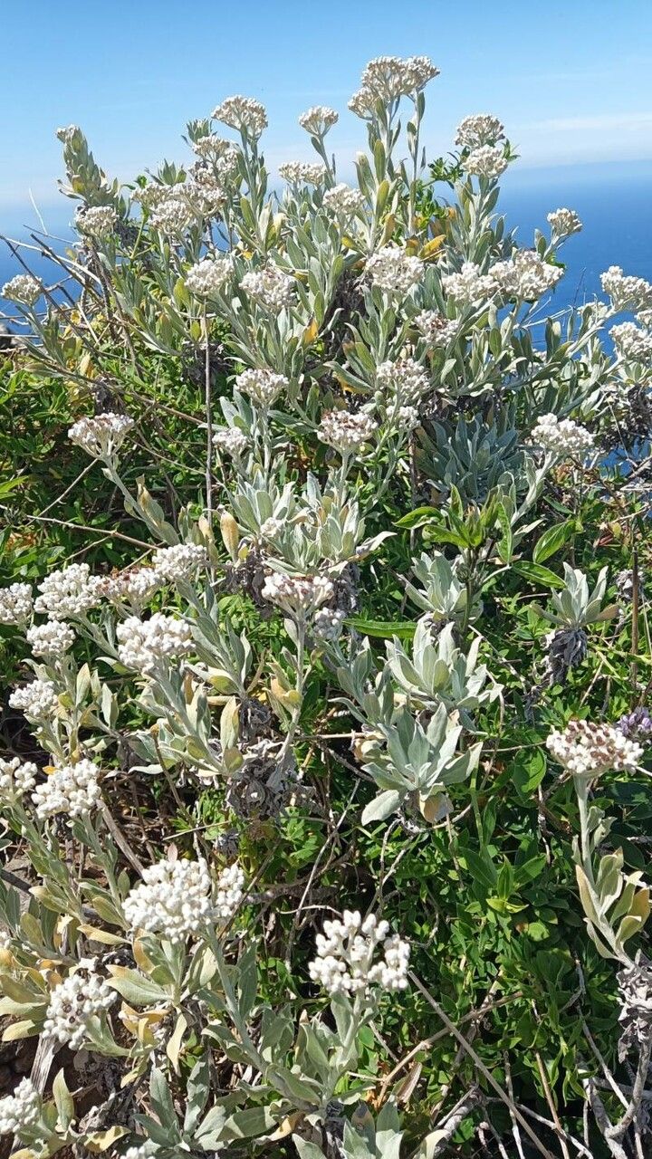 Helichrysum melaleucum habit