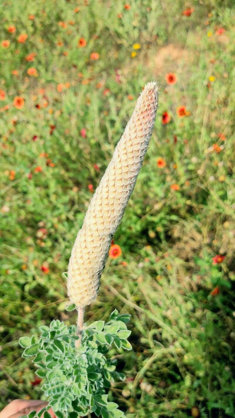 Dalea cylindriceps flower