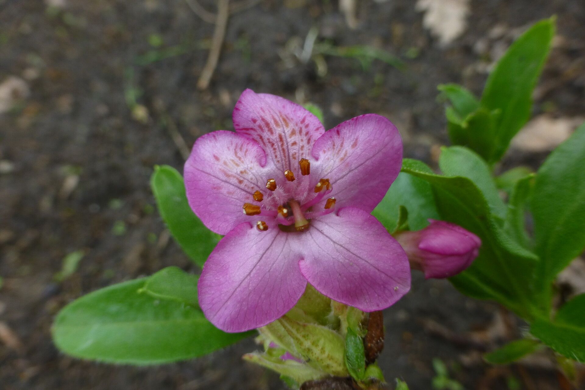 Rhododendron cowanianum flower