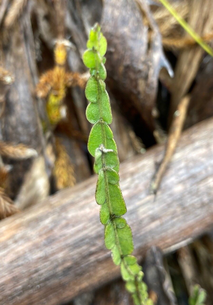 Baccharis sagittalis — search result for 'Baccharis'