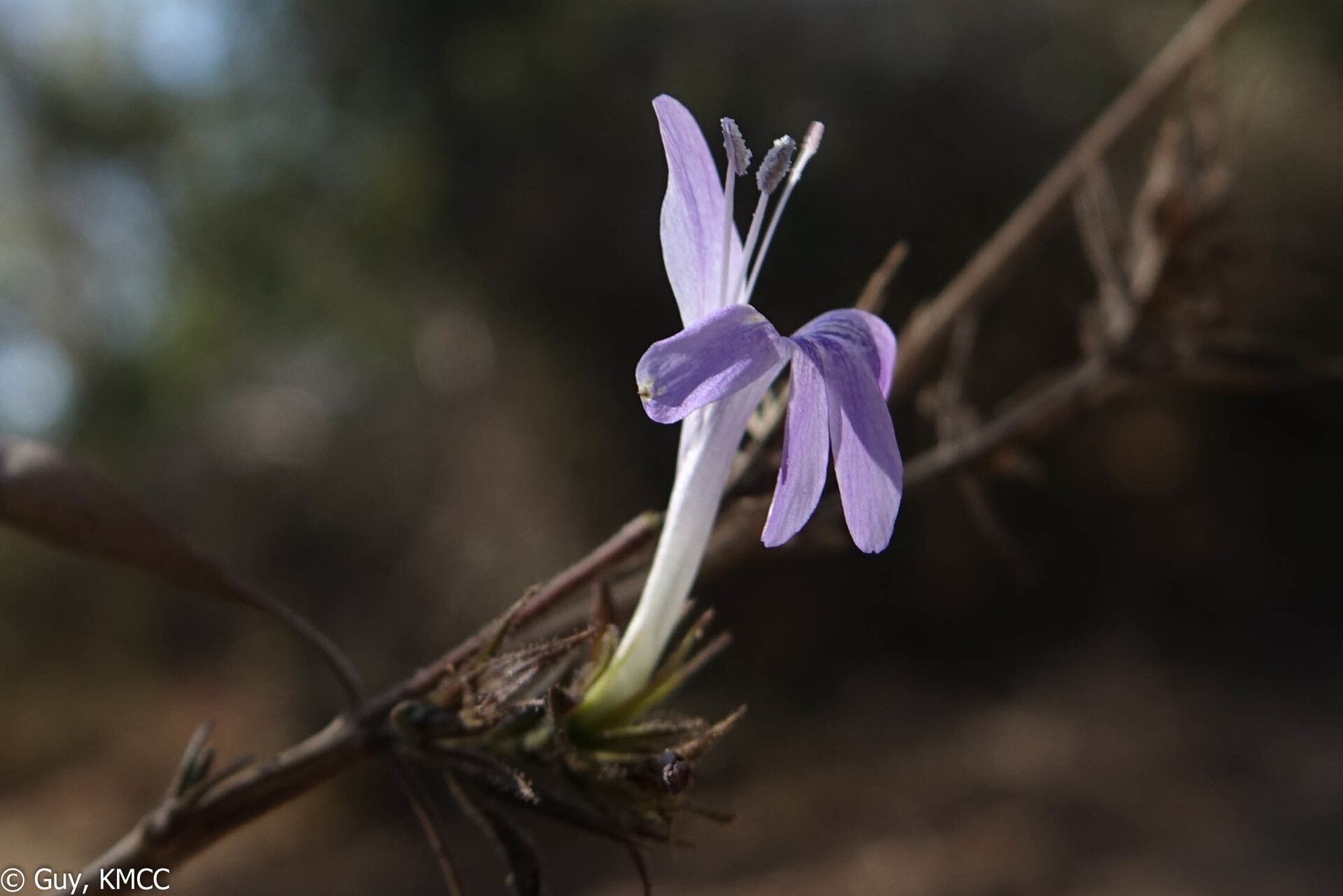 Barleria seyrigii — houseplant care guide