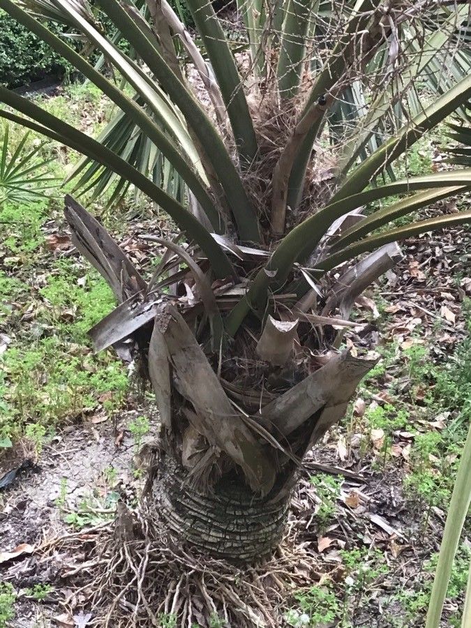 Sabal bermudana bark