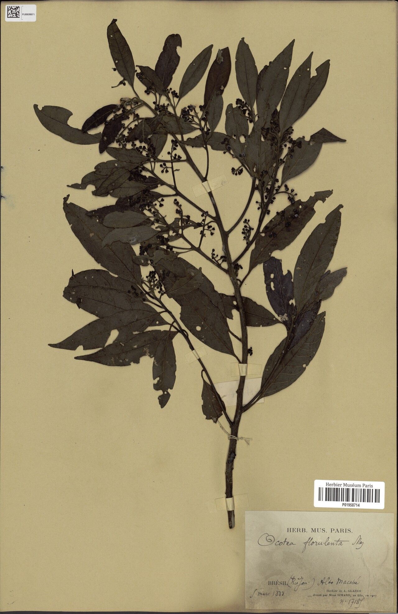 Ocotea neesiana — houseplant care guide