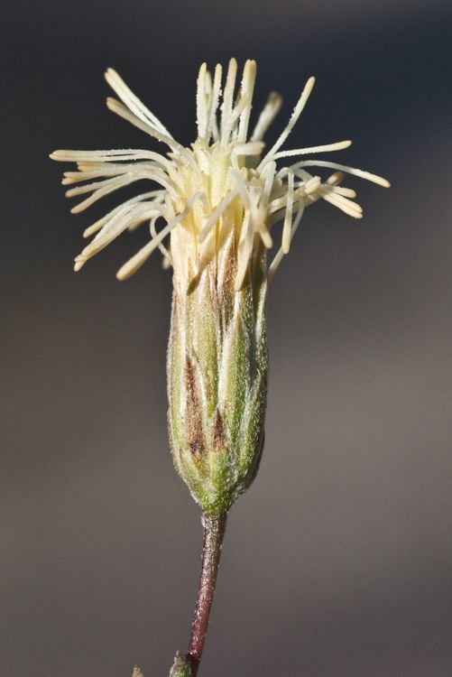 Malperia tenuis — houseplant care guide