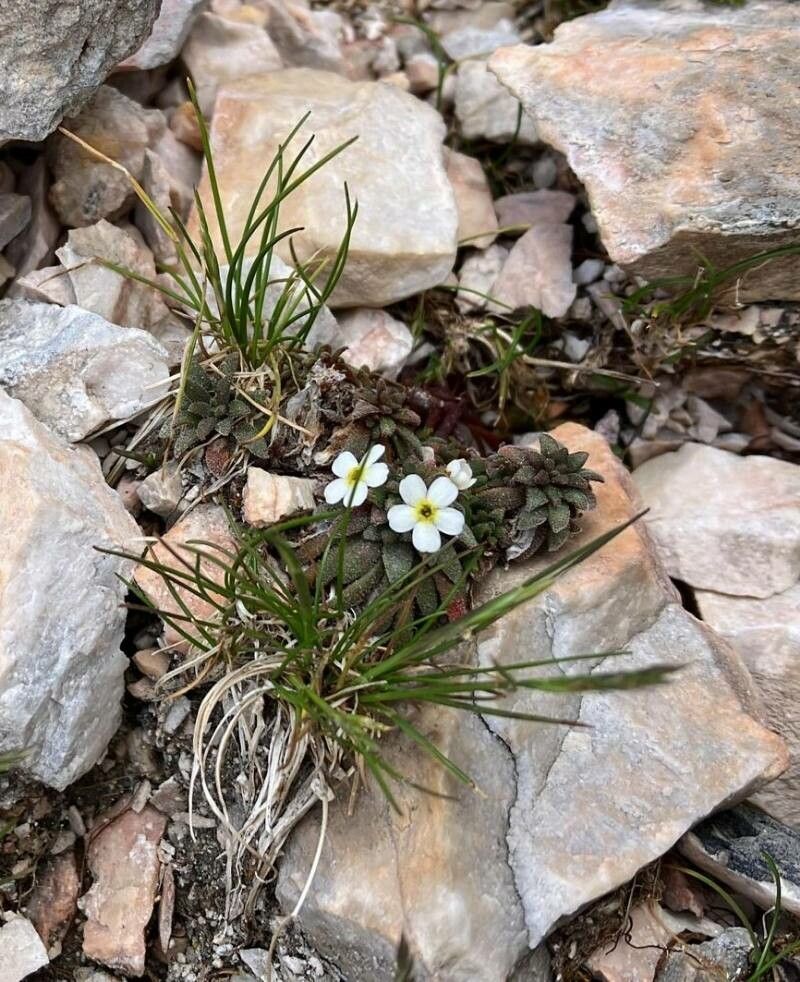 Androsace hausmannii — houseplant care guide