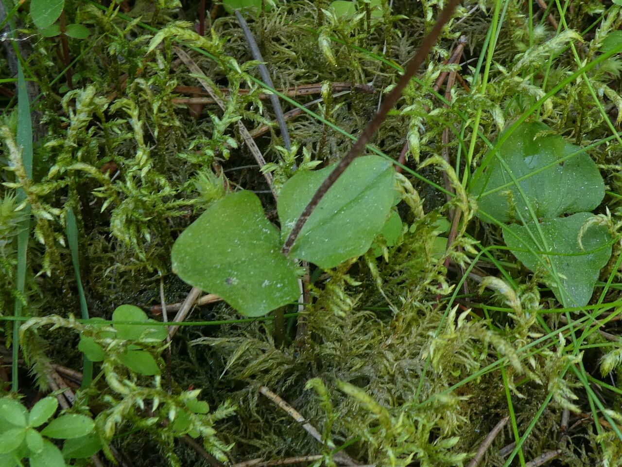 Neottia cordata — related species from the same genus
