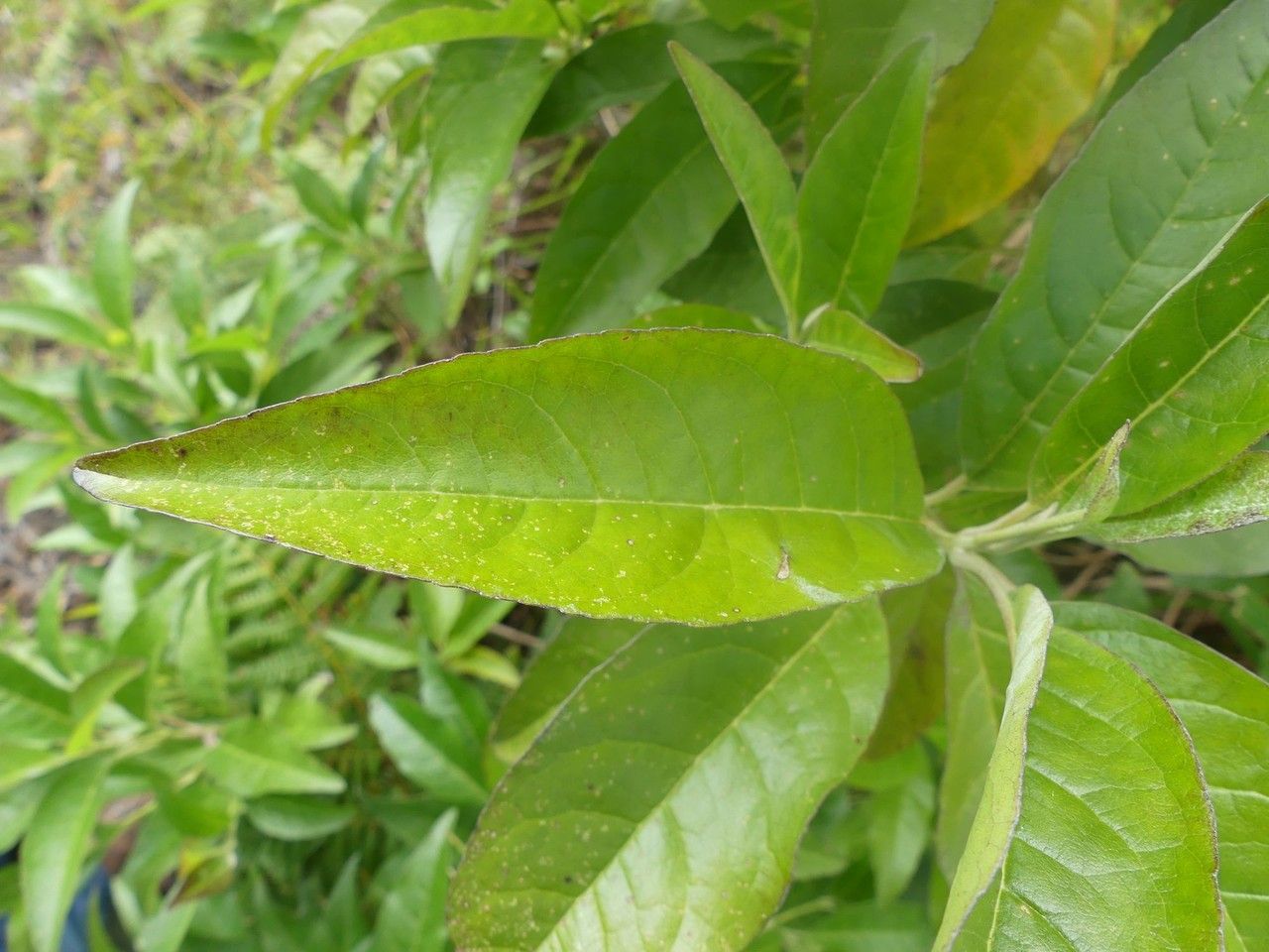 Nuxia pseudodentata — houseplant care guide