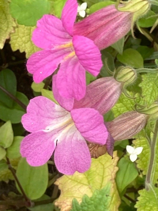 Rehmannia elata flower