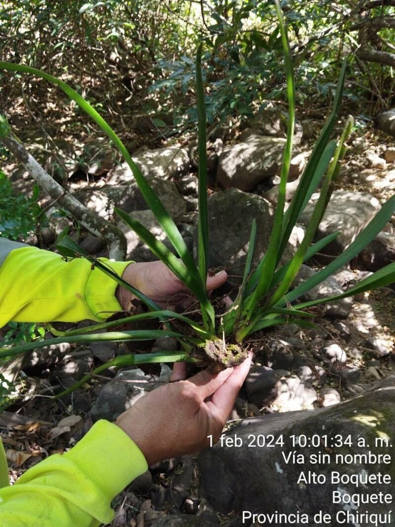 Encyclia stellata — houseplant care guide
