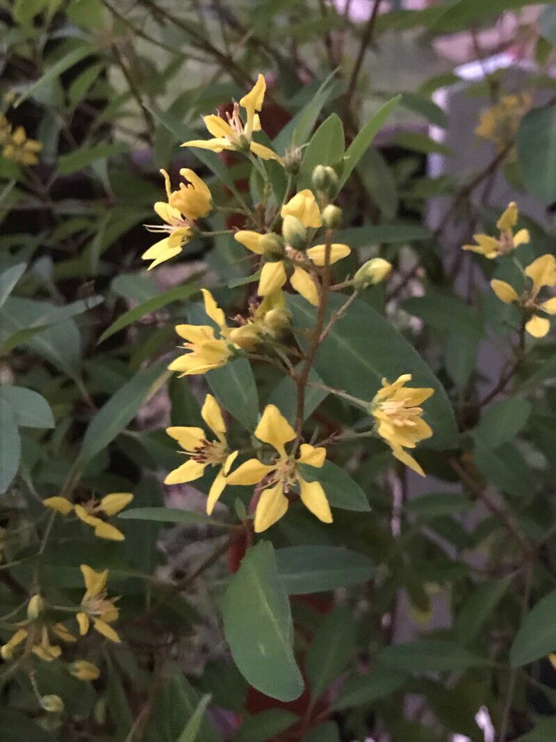 Galphimia gracilis flower