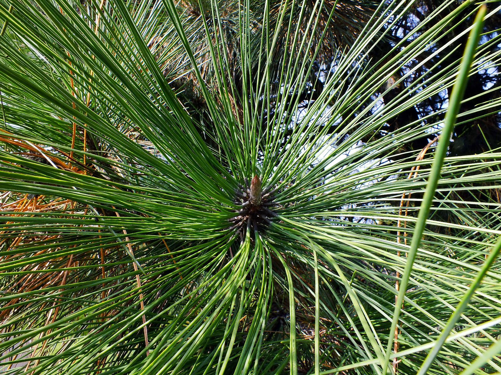 Pinus hartwegii — search result for 'Honduras'