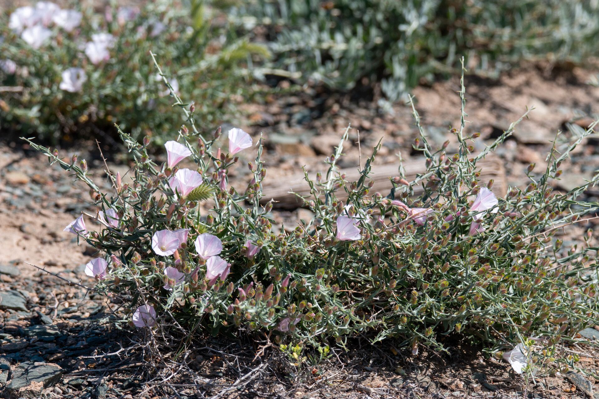 Convolvulus fruticosus — search result for 'Convolvulus'