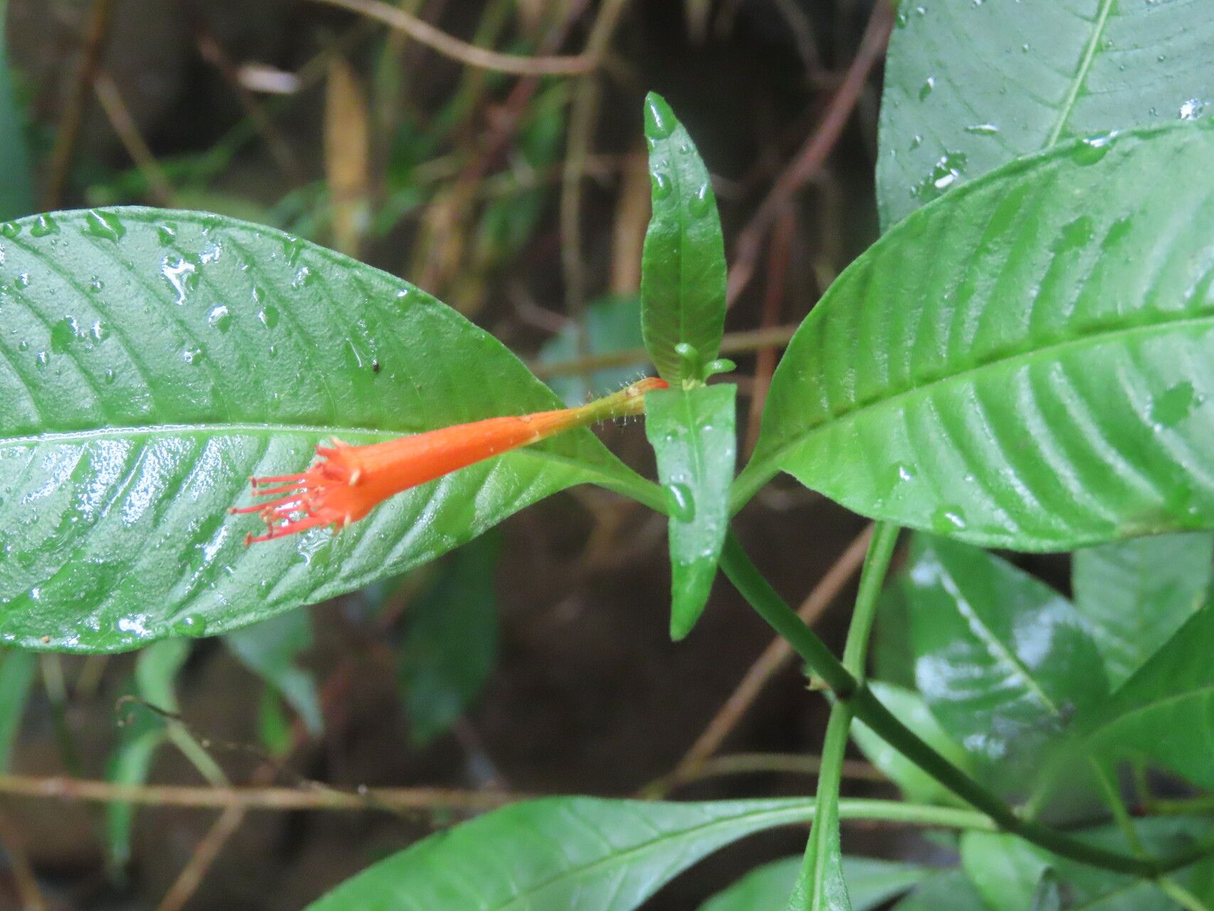 Cuphea appendiculata flower