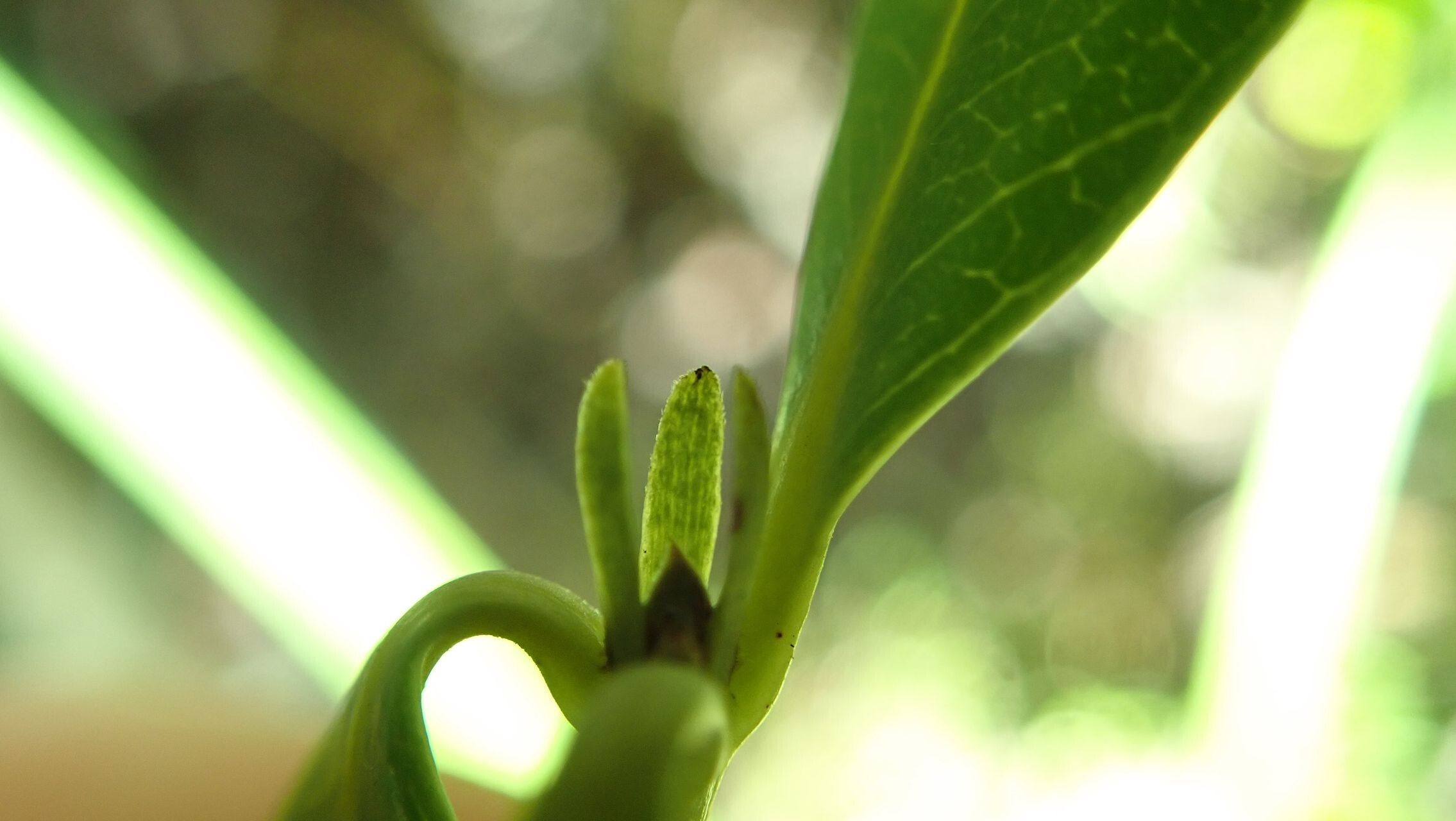 Pancheria alaternoides bark