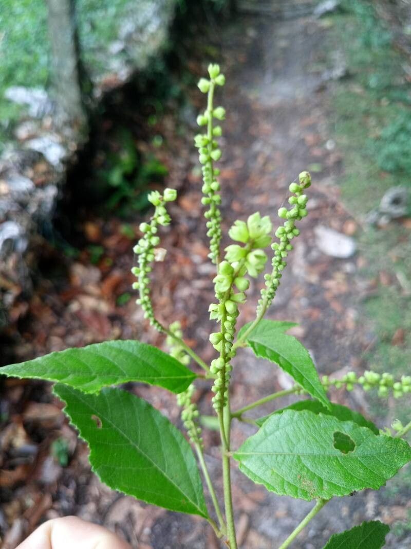 Gouania striata flower