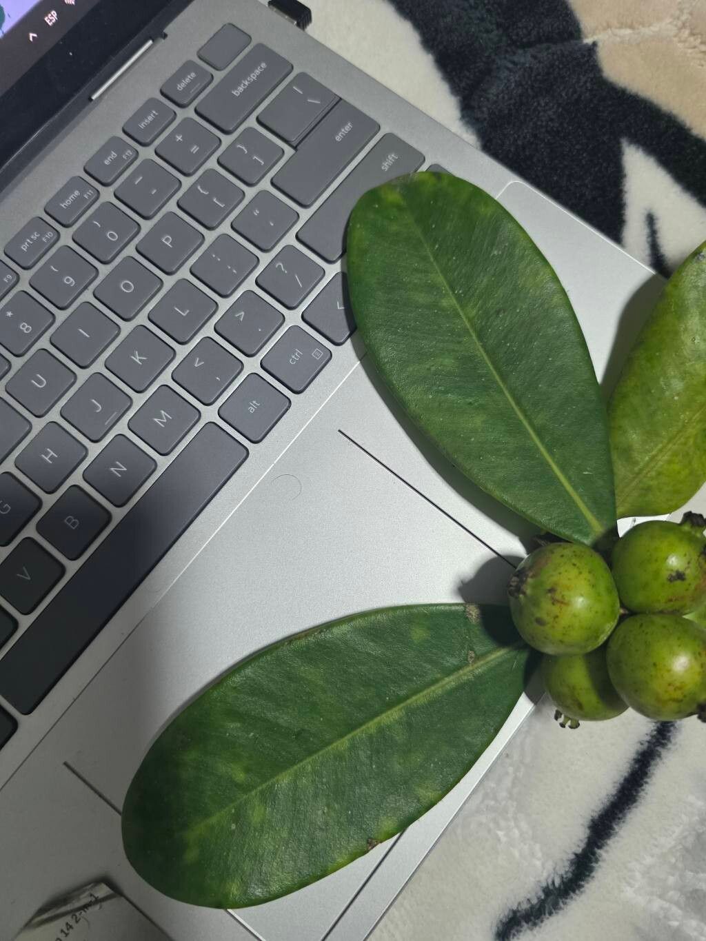 Clusia multiflora — search result for 'Clusia'