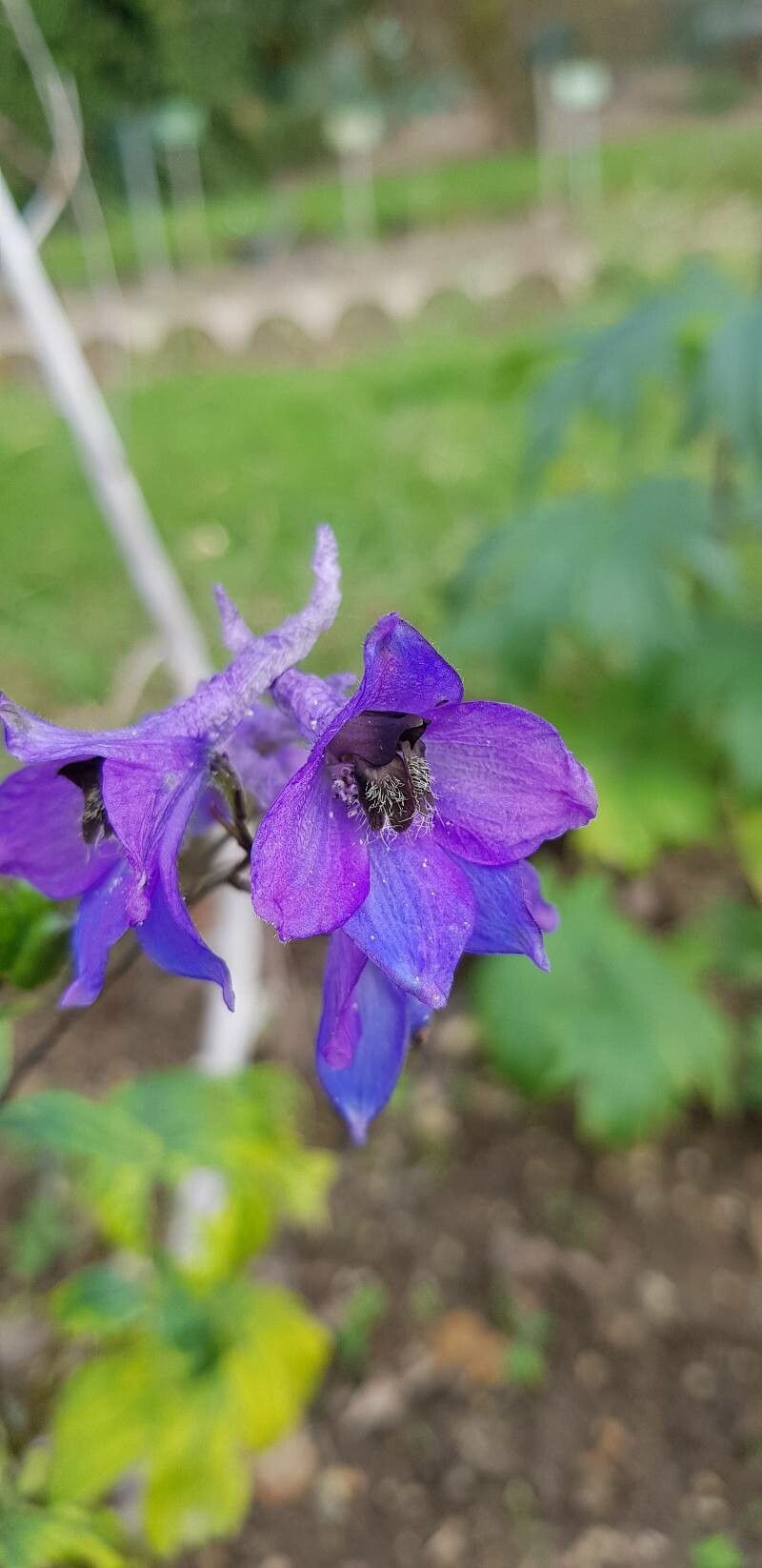 Delphinium formosum flower