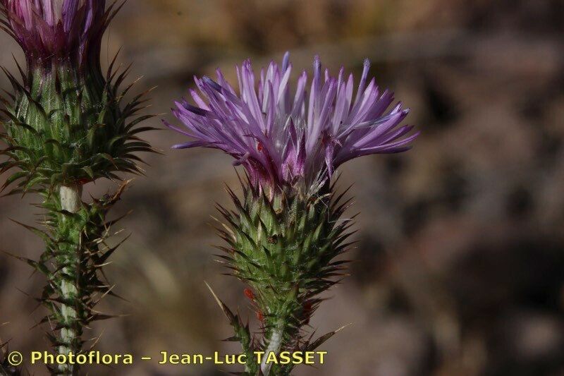 Carduus myriacanthus — search result for 'Carduus'