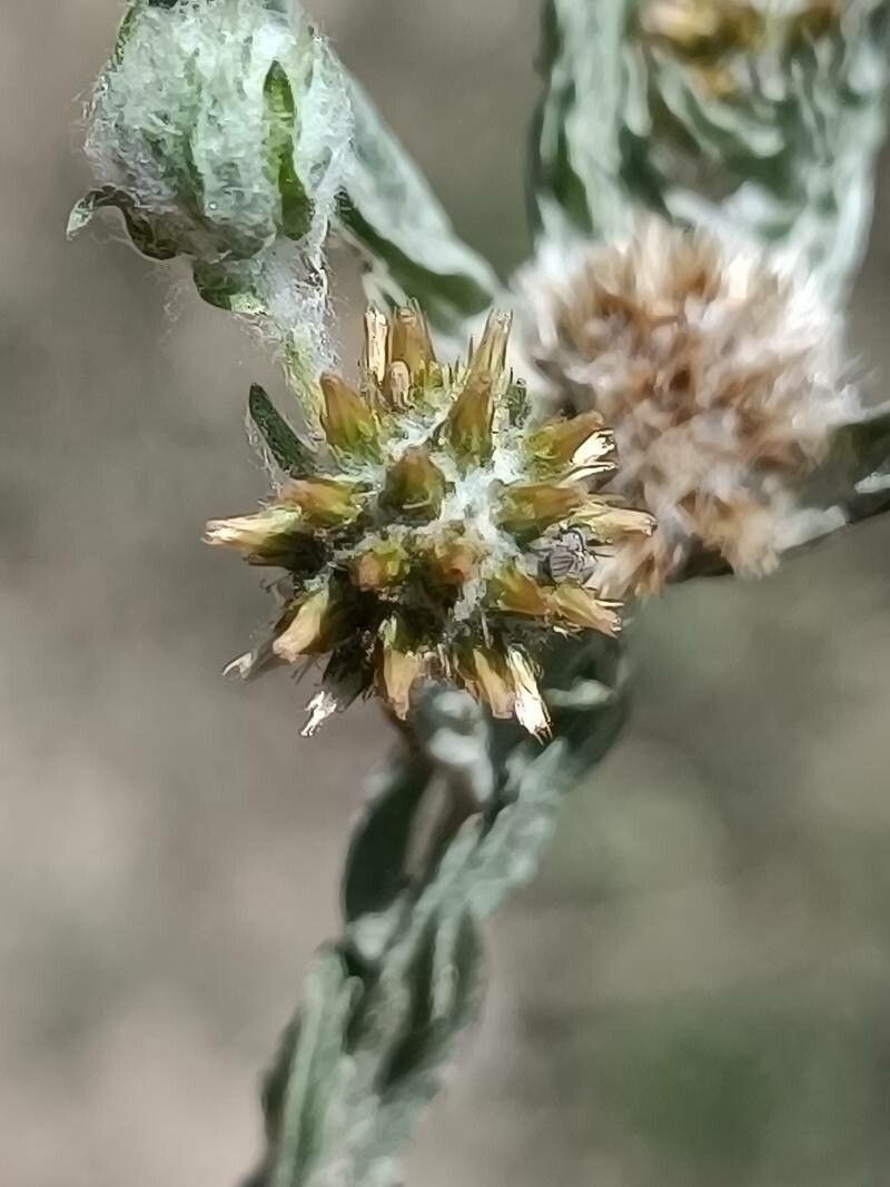 Filago germanica flower