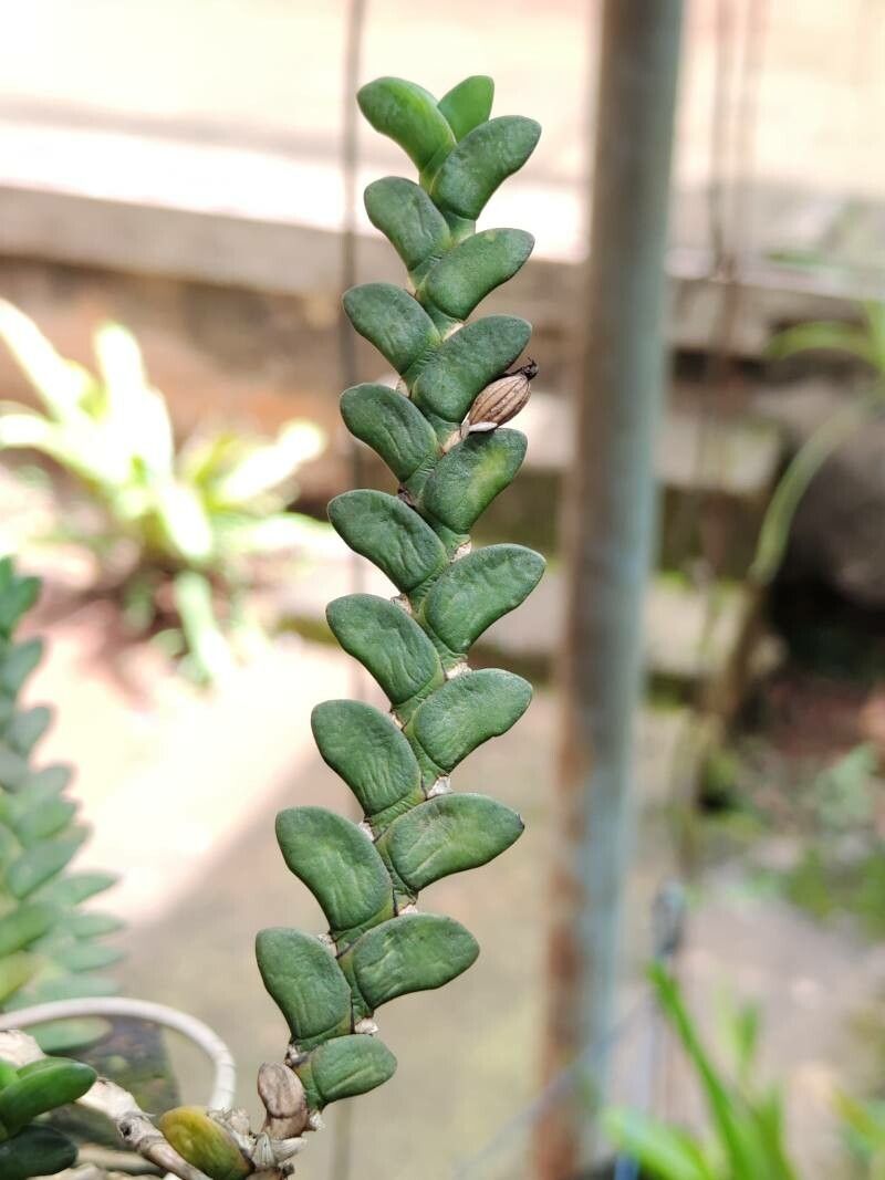 Angraecum aporoides habit