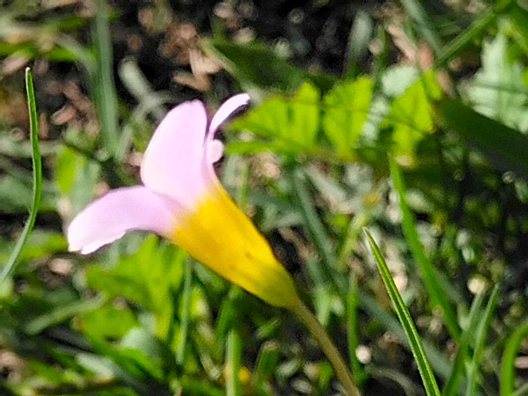 Oxalis caprina flower