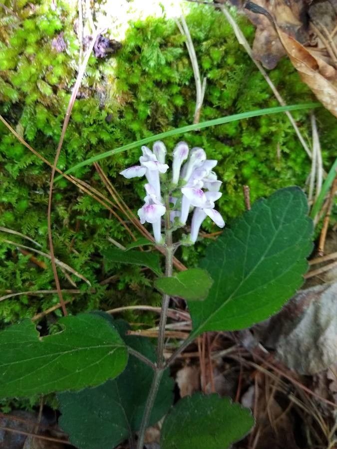 Scutellaria serrata flower