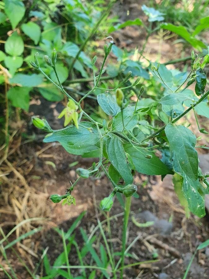 Justicia scandens habit