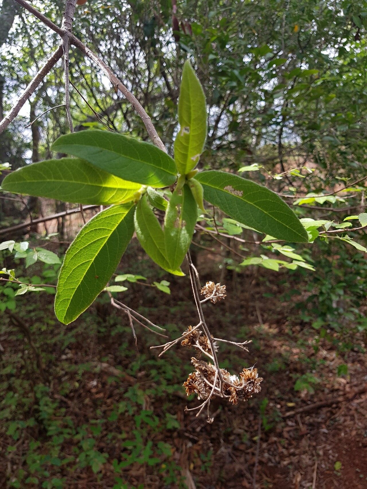 Vernonia diversifolia — search result for 'Vernonia'