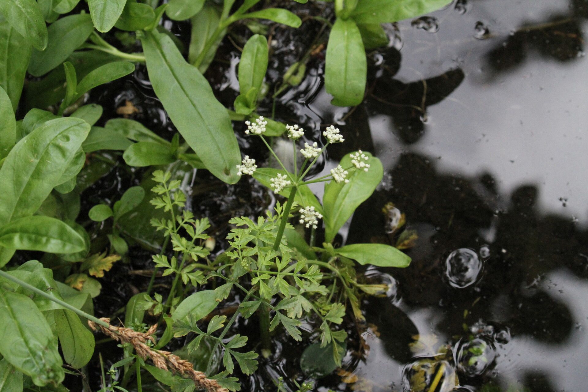 Oenanthe fluviatilis flower
