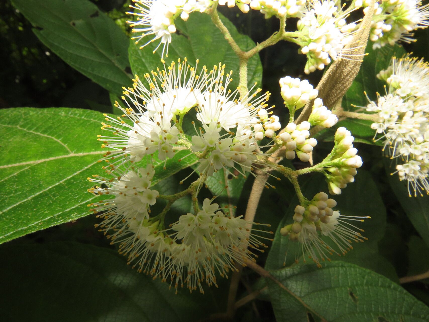 Callicarpa acuminata flower