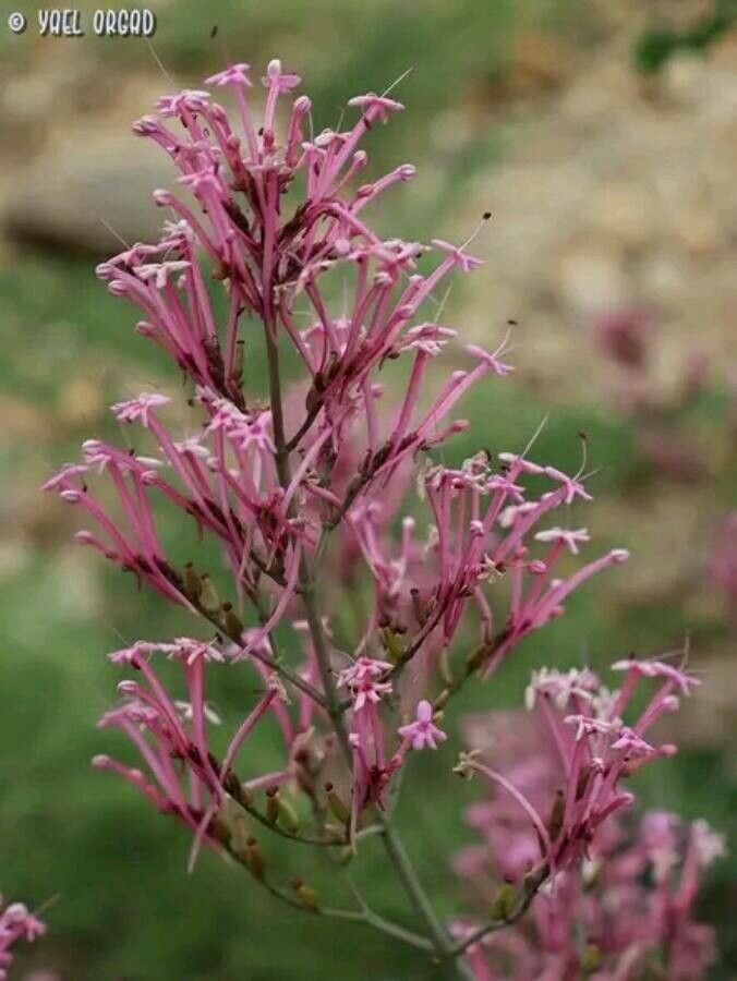 Centranthus longiflorus flower