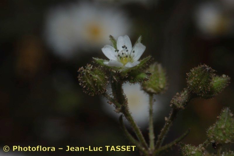 Arenaria emarginata flower